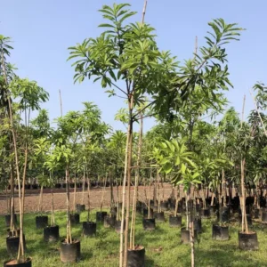 Couroupita-Guianesis