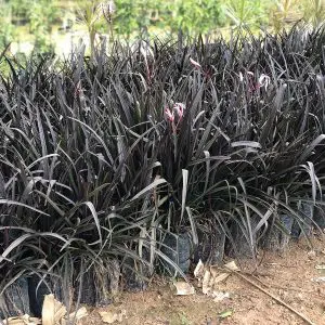 Crinum Lily Black