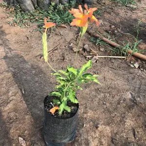 Crossandra-Varieties