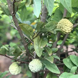Custard apple Annona squamosa