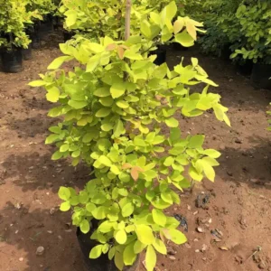 Dendrolobium-Umbellatum