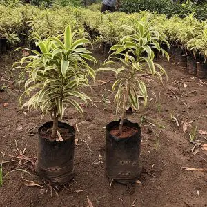 Dracaena-Reflexa-Song-of-India