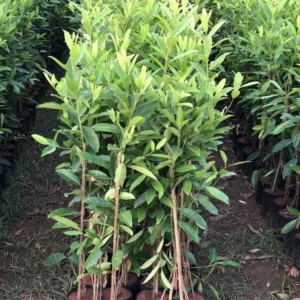 Elaeocarpus-Ganitrus-Rudrakash