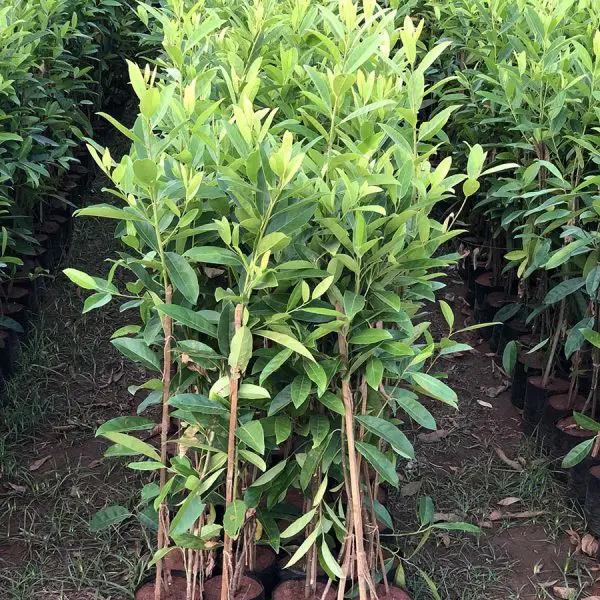 Elaeocarpus-Ganitrus-Rudrakash