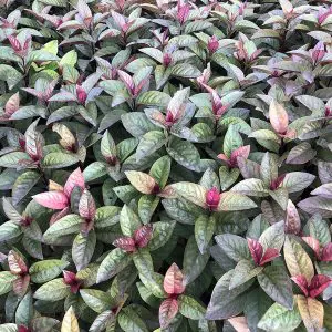 Eranthemum-Varieties