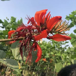 Erythrina-Indica-2