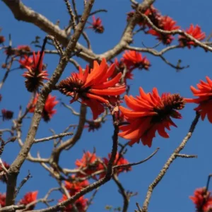 Erythrina-Lysistemon