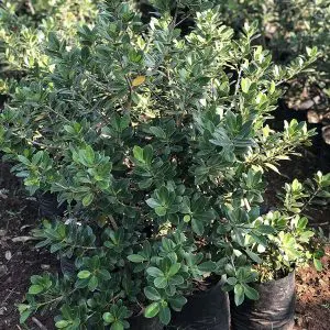 Ficus Long Islan