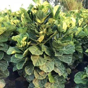 Ficus-Lyrata