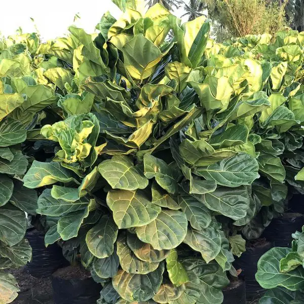 Ficus-Lyrata