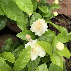 Gardenia Jasminoides