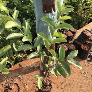 Guava Psidium Guajava
