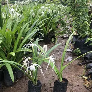 Hymenocallis-Littoralis