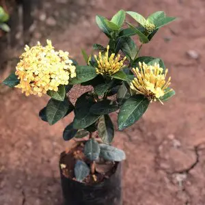 Ixora Maui Yellow