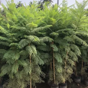 Jacaranda-Mimosifolia