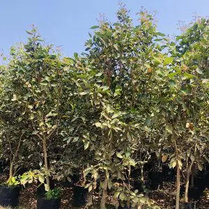 Jamoon Syzygium Cumini