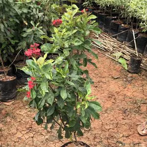 Jatropha-Pandurifolia