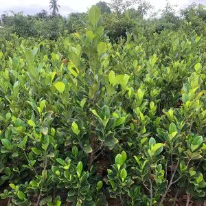 Kathal Artocarpus heterophyllus