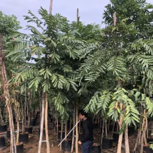 Khaya-Senegalensis-2