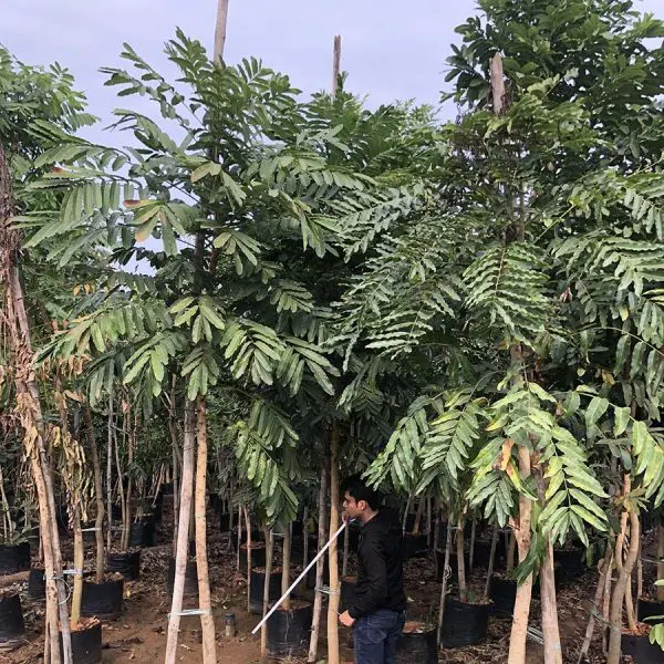 Khaya-Senegalensis-2