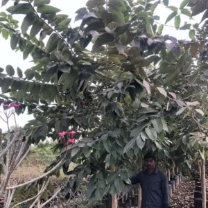 Lagerstroemia-Speciosa-2