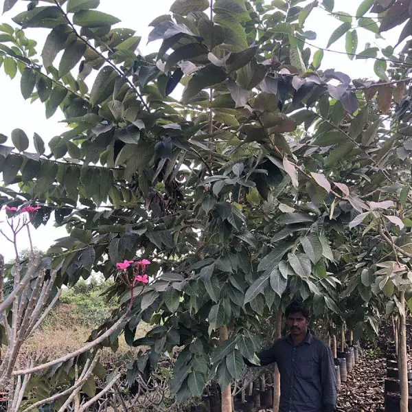 Lagerstroemia-Speciosa-2