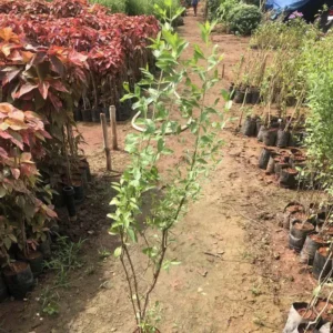 Lawsonia-inermis-Henna