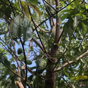 Laxmanphal Annona Muricate