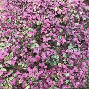 Loropetalum Chinense