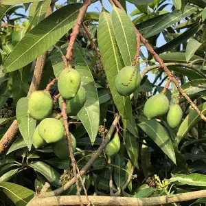 MANGO-Mangifera-Indica