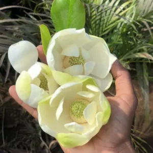 Magnolia-Grandiflora