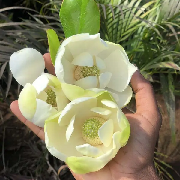 Magnolia-Grandiflora