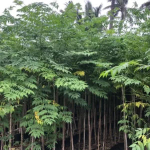 Melia-Dubia-Malabar-Neem