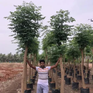 Millingtonia-Hortensis