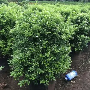 Murraya Paniculata Dwarf