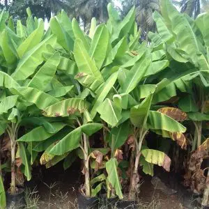 Musa Banana