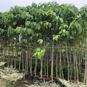 Neolamarckia-Cadamba-2