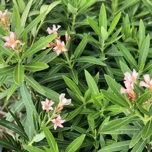 Nerium Oleander Dwarf