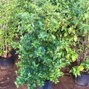 Nyctanthes-Arbor-TristisParijat-2