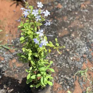 Plumbago Auriculata