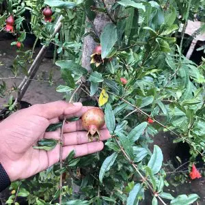 Pomegranate Punica granatum
