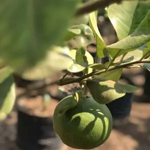 Pomelo-Citrus-Maxima