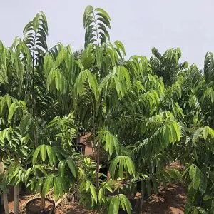 Ramphal Annona Reticulata