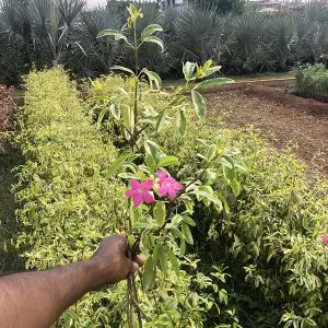 Ravenia Spectabilis VeriegatedLemonia