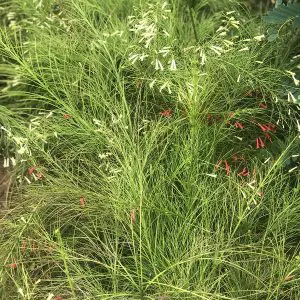 Russelia Equisetiformis