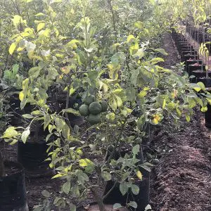 Santra Citrus sinensis