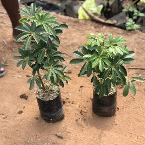 Schefflera Arboricola