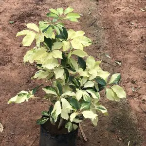 Schefflera Variegated