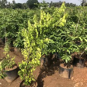 Starfruit Averrhoa carambola