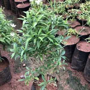 Tabernaemontana Divaricata